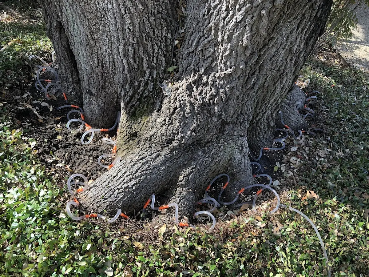 Detailed Tree Cabling and Bracing job site in Deadwood