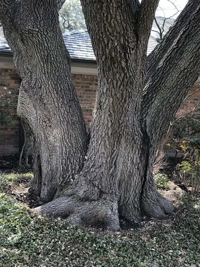 Mature heritage tree close to a Deadwood property cared for by certified arborists
